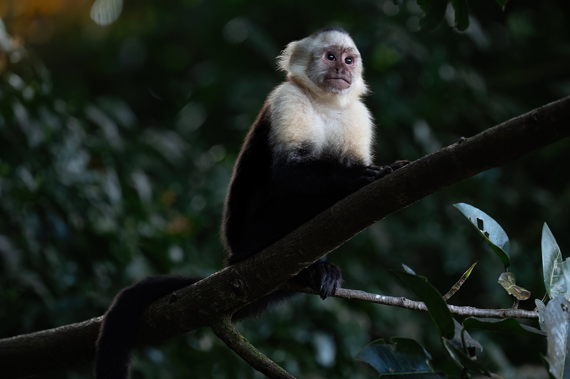 White-faced capuchin monkey sitting on a branch in the Monteverde forest
