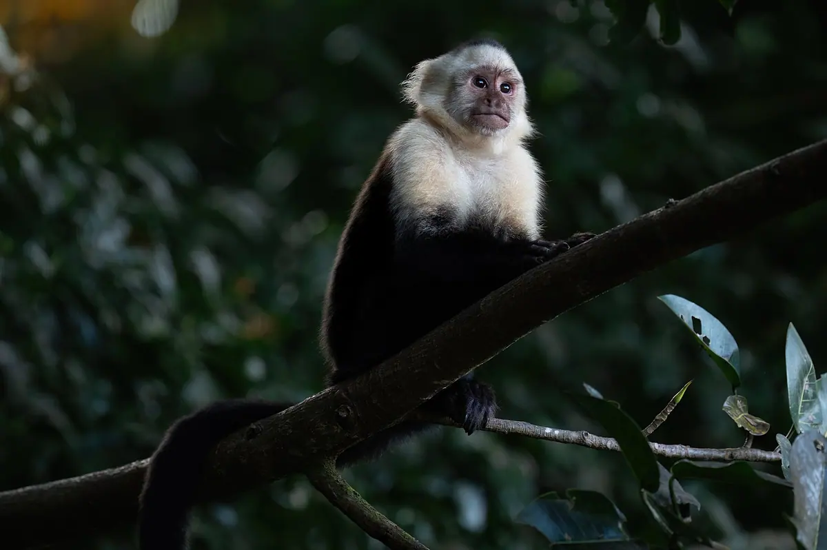 White-faced capuchin monkey sitting on a branch in the Monteverde forest