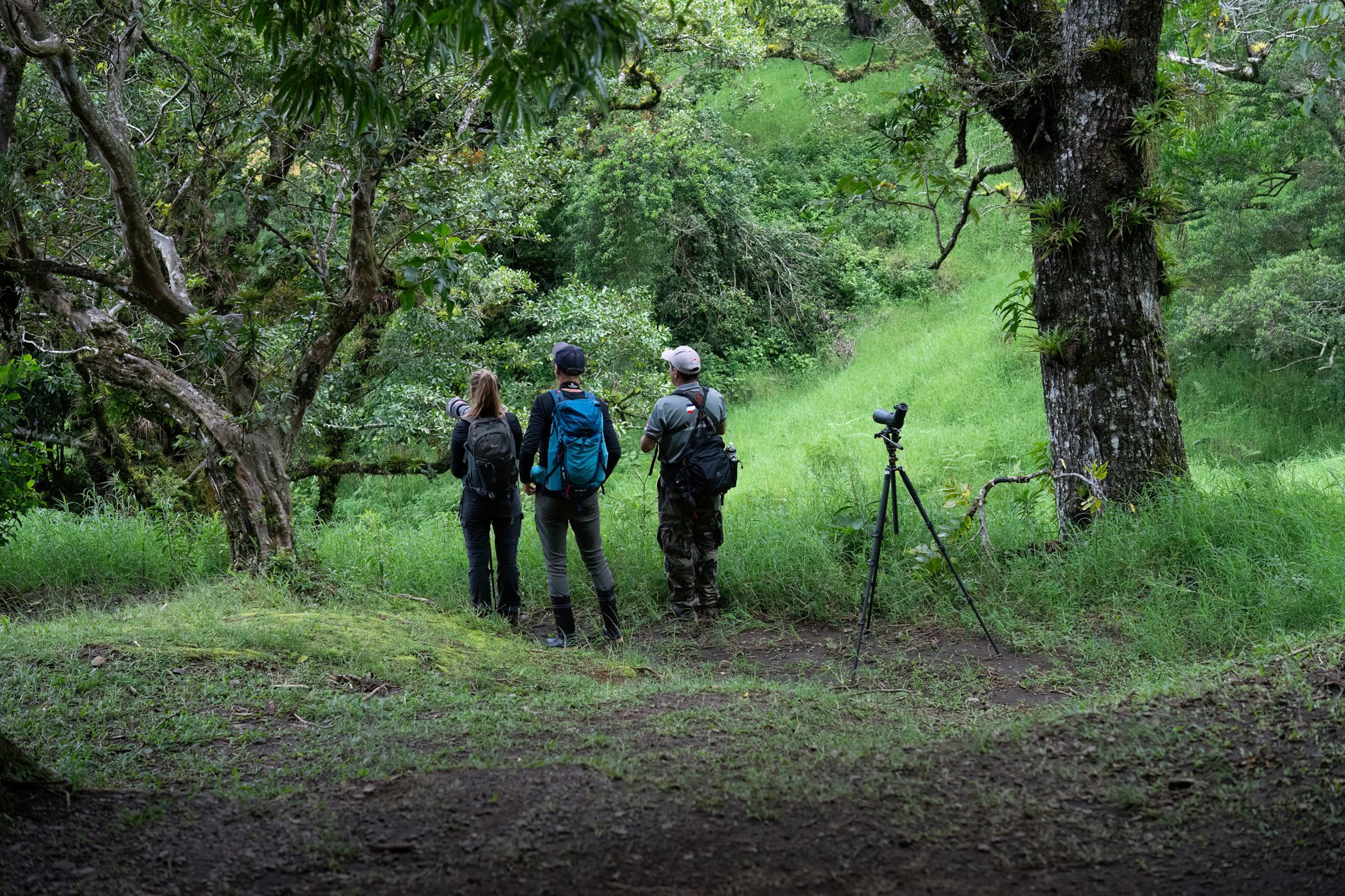 Private Birdwatching — Private in Curi-Cancha Reserve or Monteverde Cloud Forest Biological Reserve, Monteverde, Costa Rica