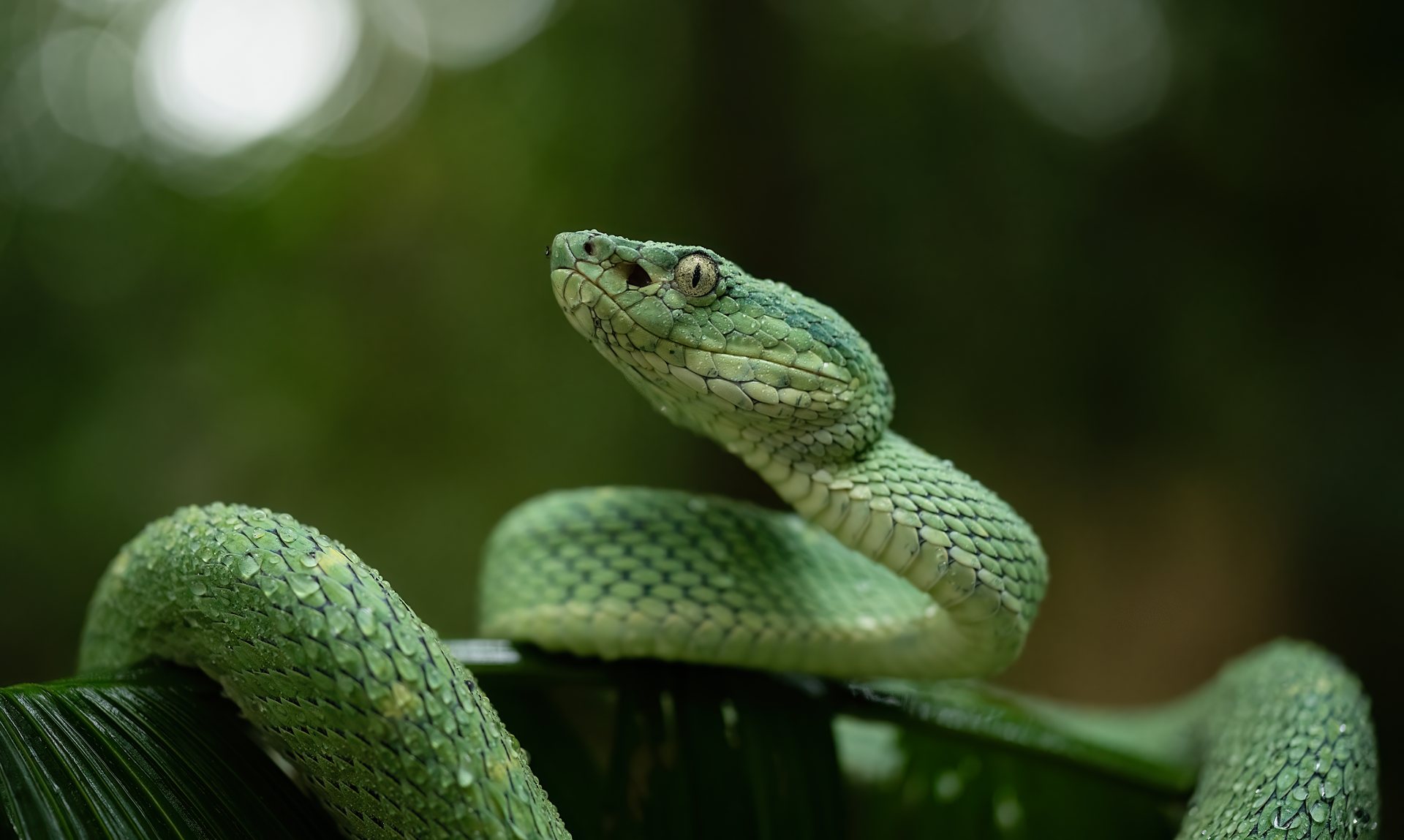Side-striped palm pit viper spotted on a night walk