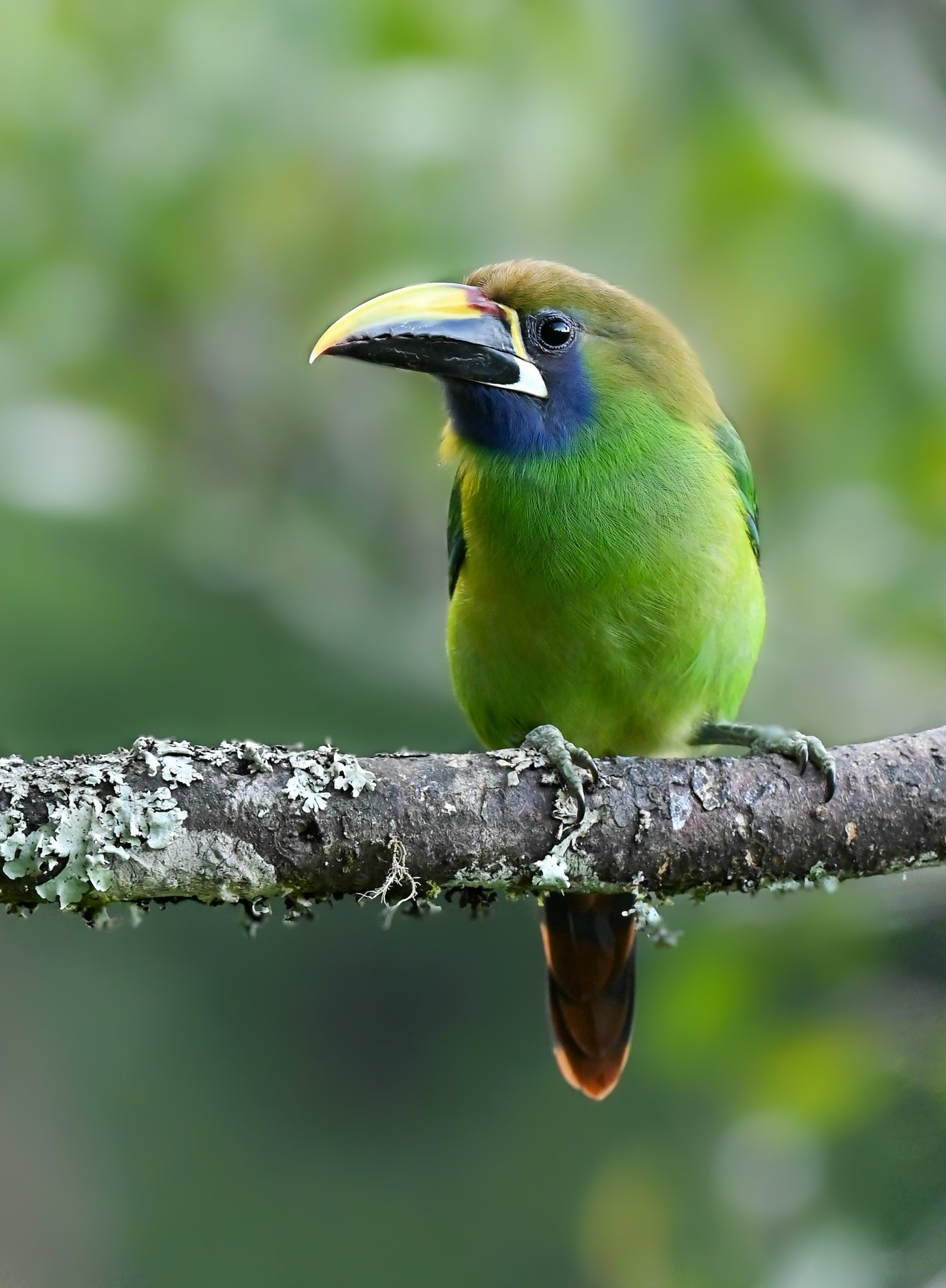 Emerald Toucanet perched in the canopy
