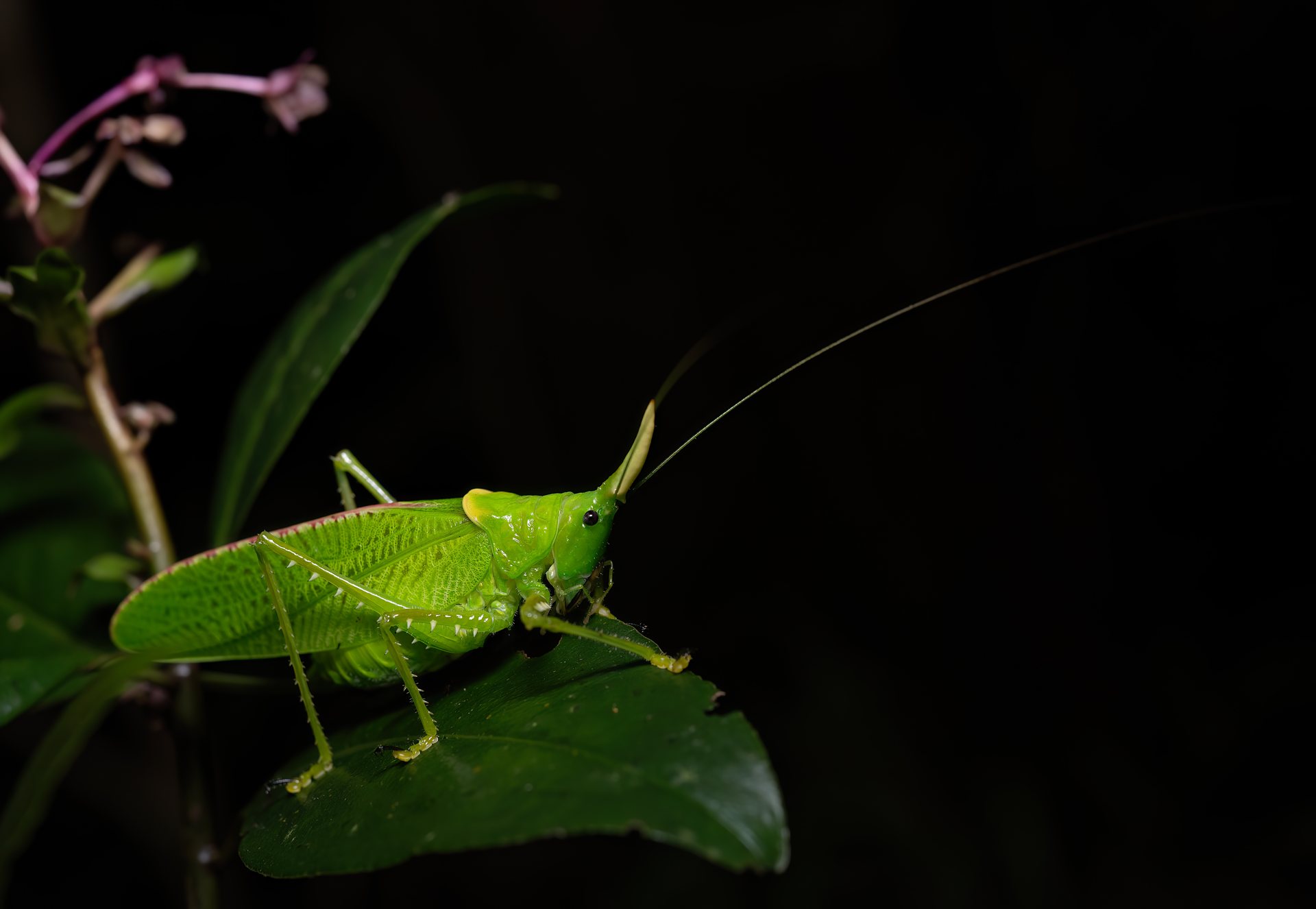 Katydid photographed during a night walk