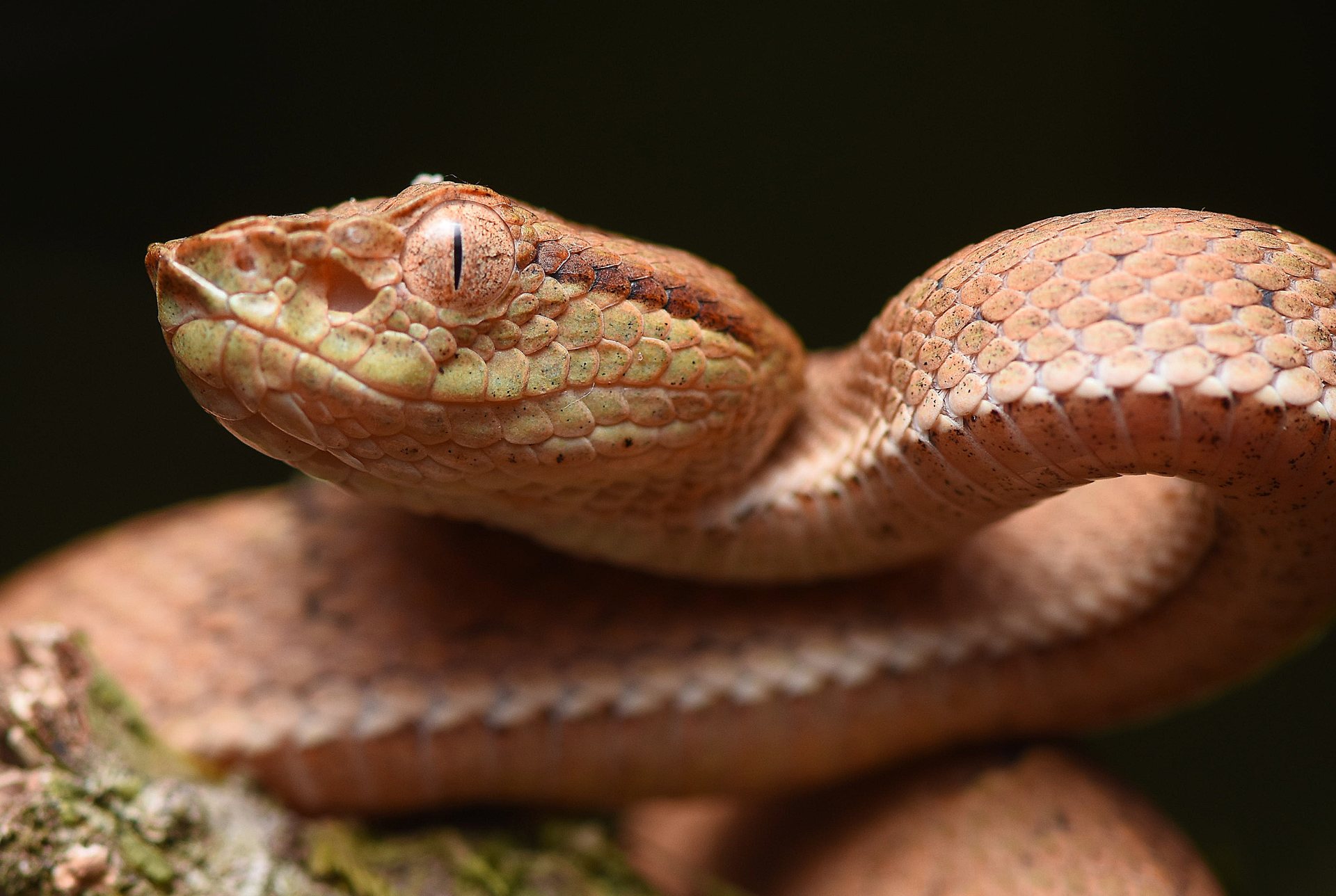 Night Walk Tour — Group & Private in Monteverde Wildlife Refuge, Monteverde, Costa Rica